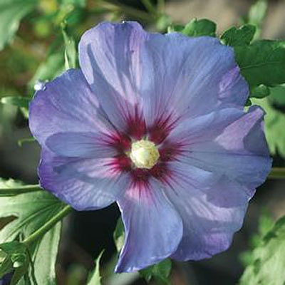 Hibiscus s. 'Azurri Blue Satin'