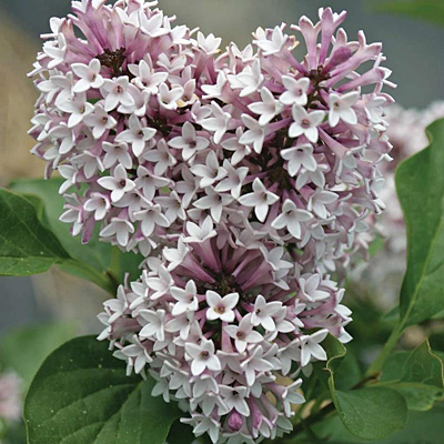 Syringa pat. 'Baby Kim'