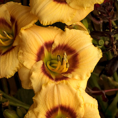 Hemerocallis 'Baby Moon Cafe'
