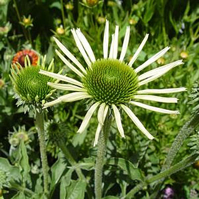 Echinacea p. 'Baby Swan White'