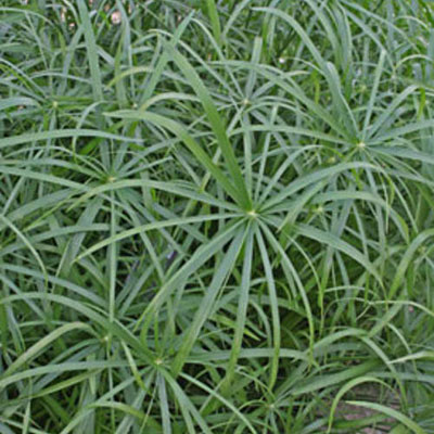 Cyperus 'Baby Tut'