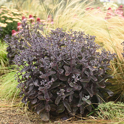 Sedum x 'Back in Black'