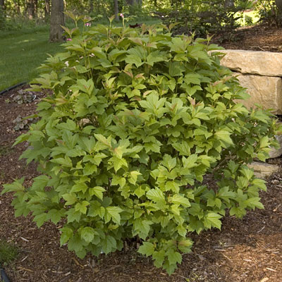 Viburnum tril. 'Bailey Compact'