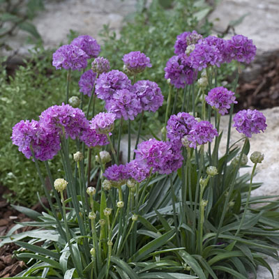 Armeria p. 'Ballerina Lilac'