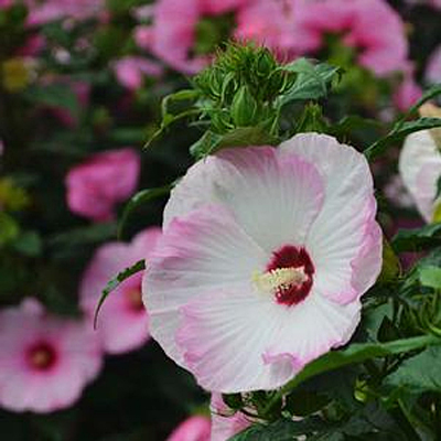 Hibiscus 'Summerific Ballet Slippers'