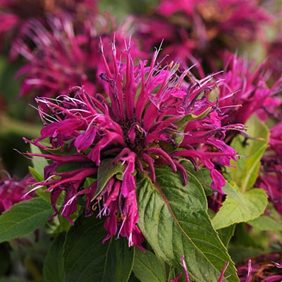 Monarda d. 'Balmy Purple'