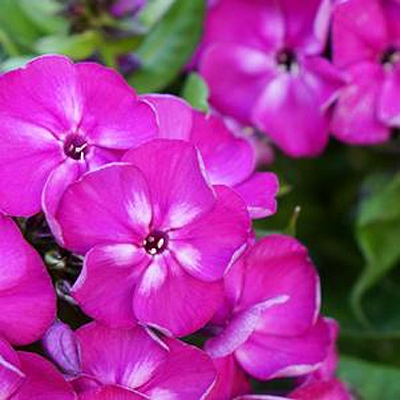 Phlox p. 'Bambini Desire'