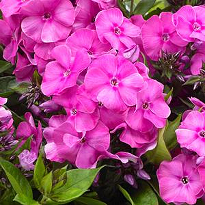 Phlox p. 'Bambini Primadonna'
