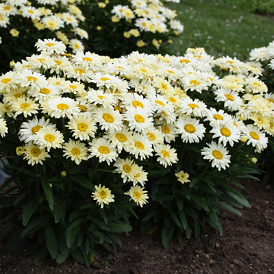 Leucanthemum x s. 'Banana Cream II'