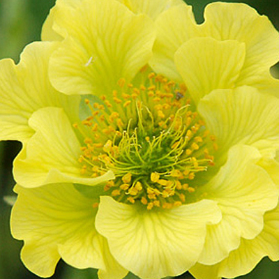 Geum x 'Cocktail Banana Daiquiri'