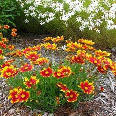 Coreopsis x 'Lil Bang Daybreak'