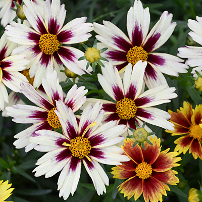 Coreopsis x 'Lil Bang Starlight'