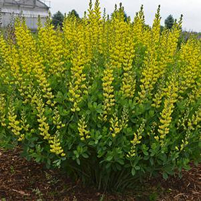 Baptisia x 'American Goldfinch'