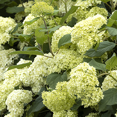 Hydrangea arb. 'Bar Harbor'