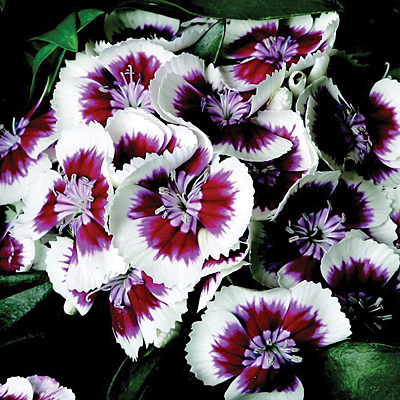 Dianthus b. 'Barbarini Red Picotee'
