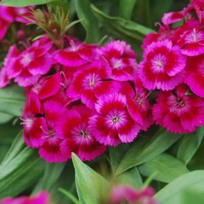 Dianthus b. 'Barbarini Purple'