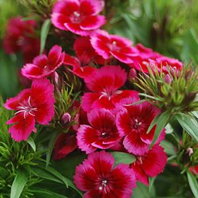 Dianthus b. 'Barbarini Red'
