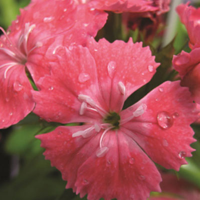 Dianthus b. 'Barbarini Salmon'