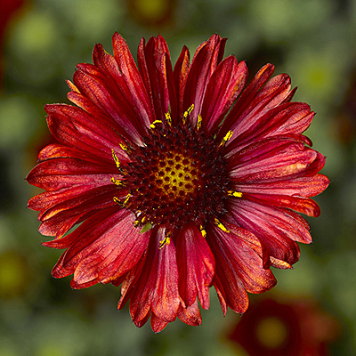 Gaillardia x 'Barbican Red'