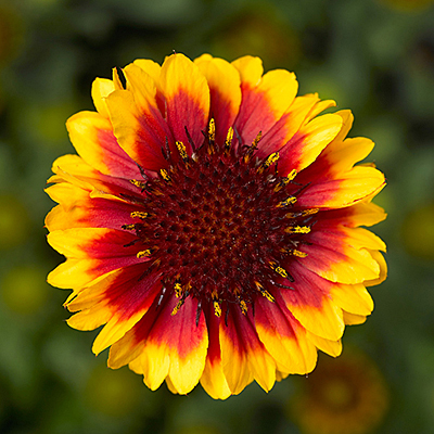Gaillardia x 'Barbican Yellow Red Ring'