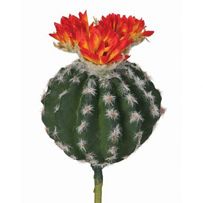 Cactus - Barrel - Orange Flower