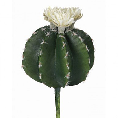 Cactus - Barrel - White Flower
