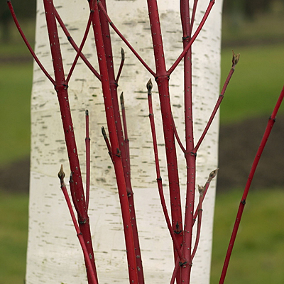 Cornus alba 'Baton Rouge'