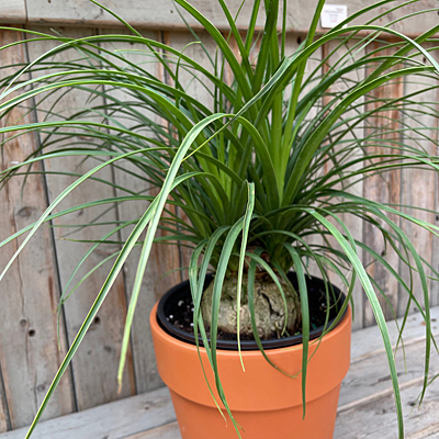 Beaucarnea recurvata