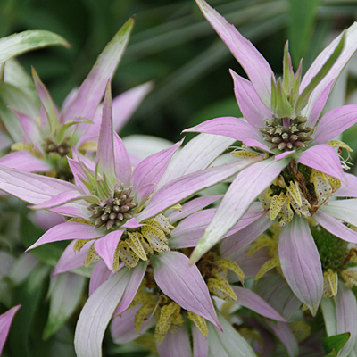Monarda punctata 'Bee Bop'