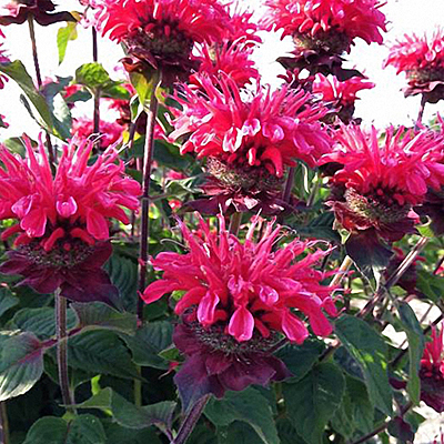 Monarda d. 'Bee Happy'