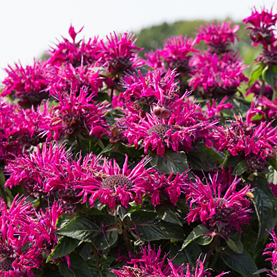 Monarda d. 'Bee True'