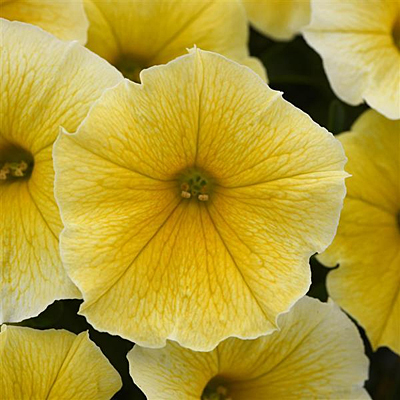 Petunia 'Bees Knees'