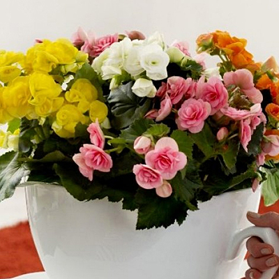Begonia