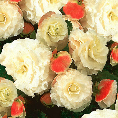 Begonia 'Nonstop Appleblossom'