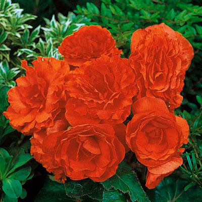 Begonia 'Nonstop Orange'