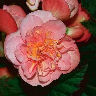 Begonia 'Nonstop Pink'