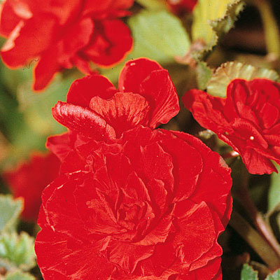 Begonia 'Nonstop Red'