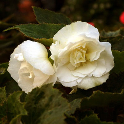 Begonia 'Nonstop White'