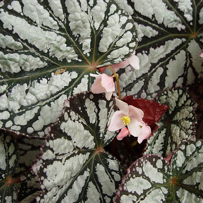 Begonia rex