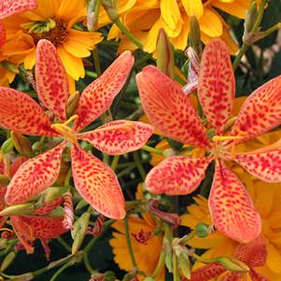 Belamcanda chinensis