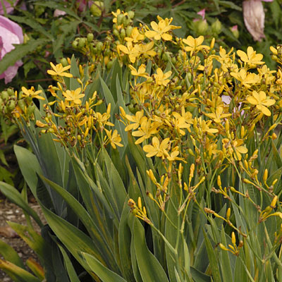 Belamcanda chinensis 'Hello Yellow'