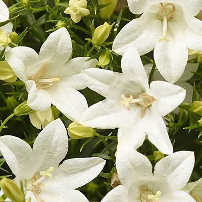 Campanula x 'Spring Bell 2.0 White'