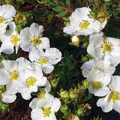 Potentilla