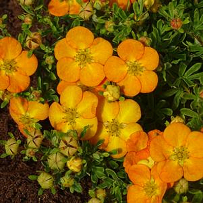 Potentilla