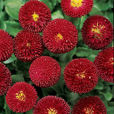 Bellis p. 'Bellissima Red'