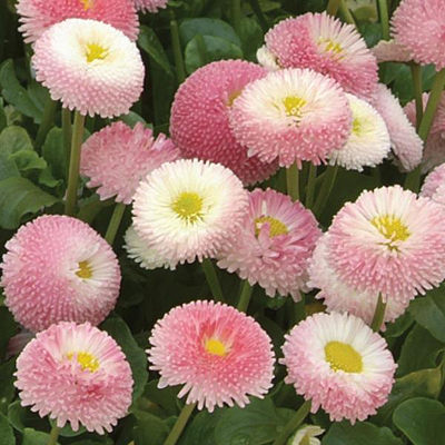 Bellis p. 'Bellissima Rose'