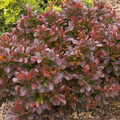Berberis