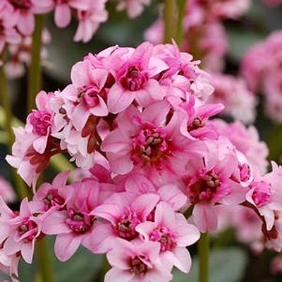 Bergenia x 'Sakura'