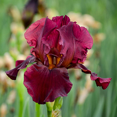 Iris g. 'Bernice's Legacy'