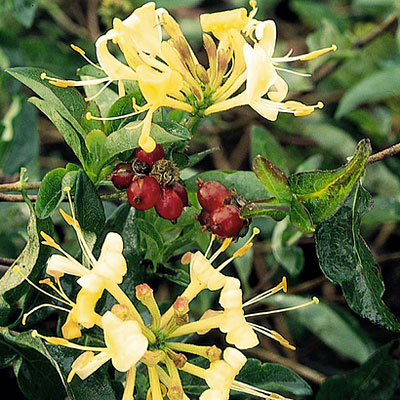 Lonicera p. 'Berries Jubilee'